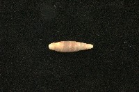 藏品(似謝氏煙管蝸牛)的圖片